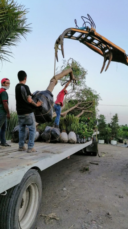 Vivero-la-Flor-de-Morelos-Arboles-1