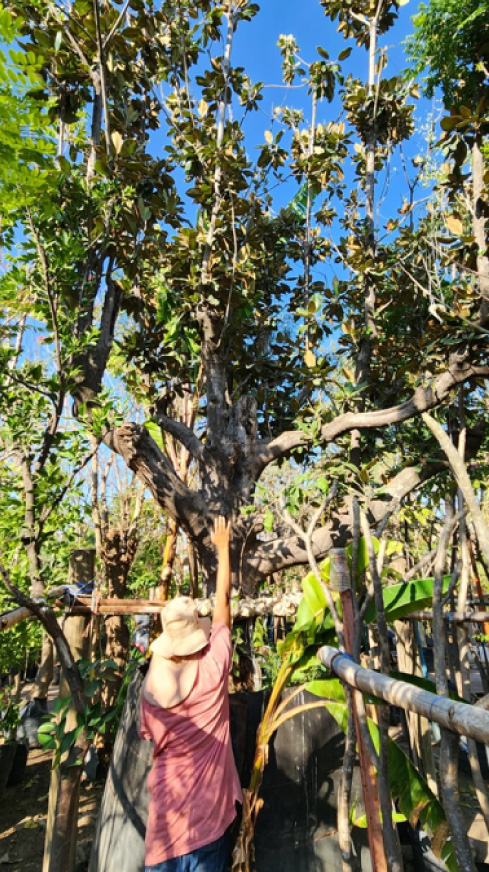 Vivero-la-Flor-de-Morelos-Arboles-10