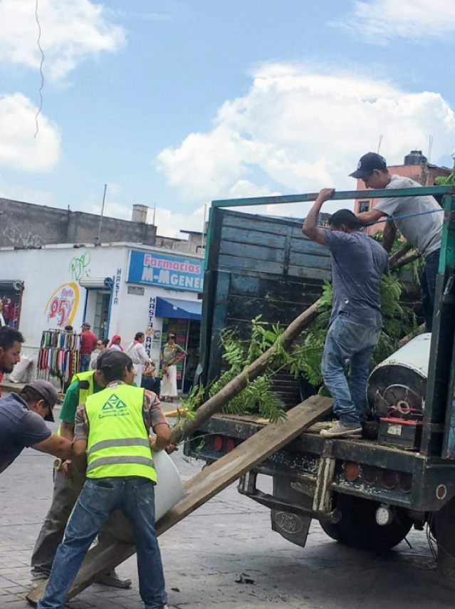Vivero-la-Flor-de-Morelos-Arboles-11