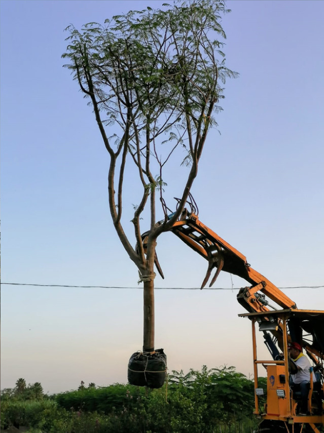 Vivero-la-Flor-de-Morelos-Arboles-2