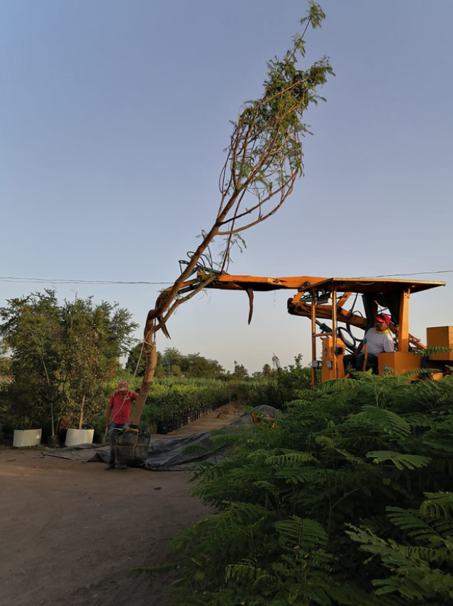 Vivero-la-Flor-de-Morelos-Arboles-3