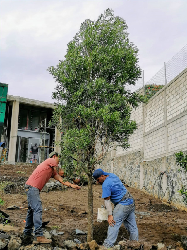 Vivero-la-Flor-de-Morelos-Arboles-4