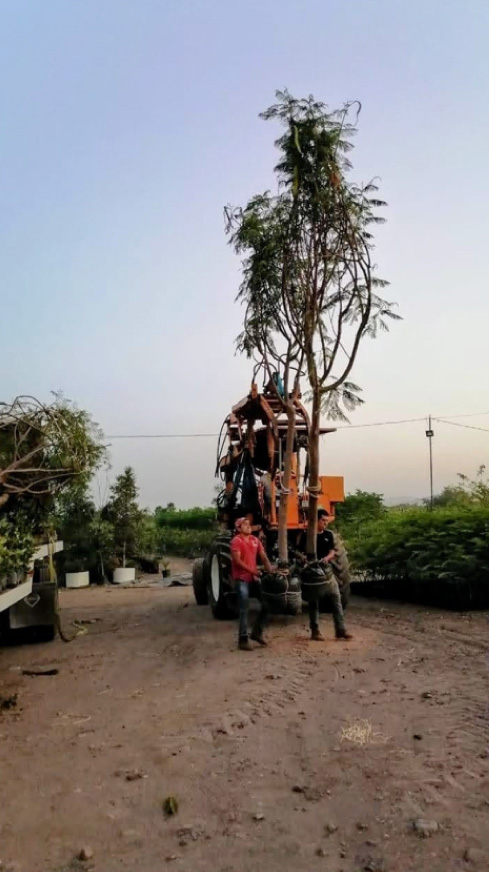 Vivero-la-Flor-de-Morelos-Arboles-5