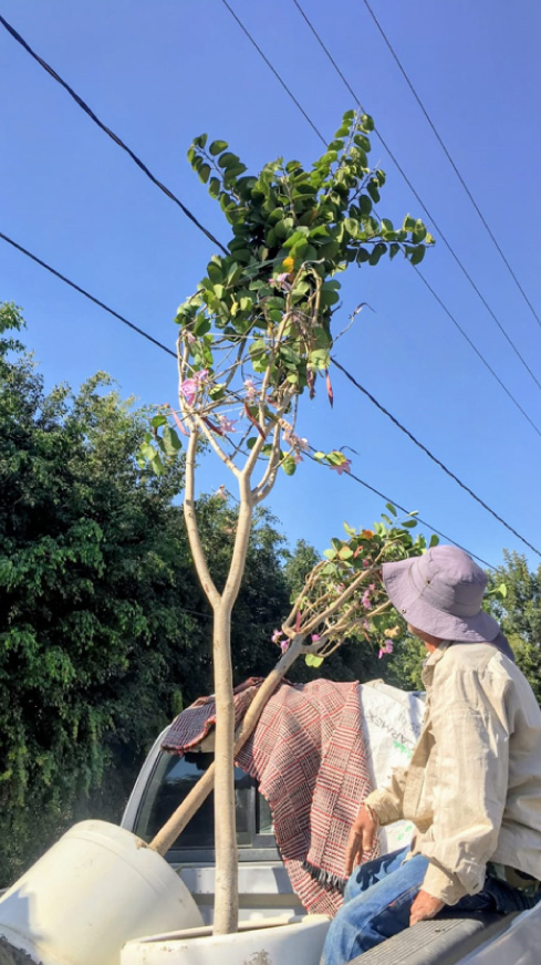 Vivero-la-Flor-de-Morelos-Arboles-7