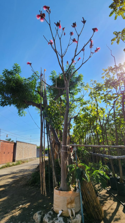 Vivero-la-Flor-de-Morelos-Arboles-8