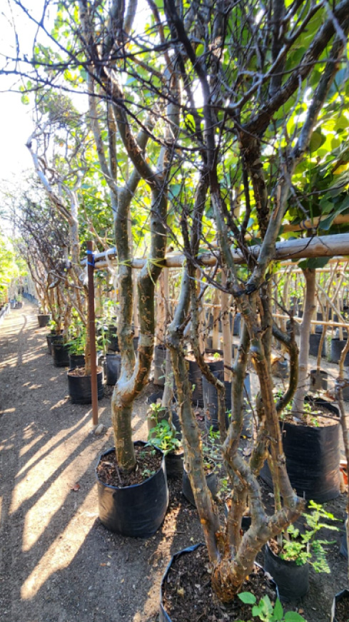 Vivero-la-Flor-de-Morelos-Arboles-9