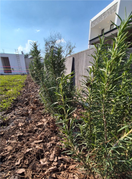 Vivero-la-Flor-de-Morelos-paisajismo-6